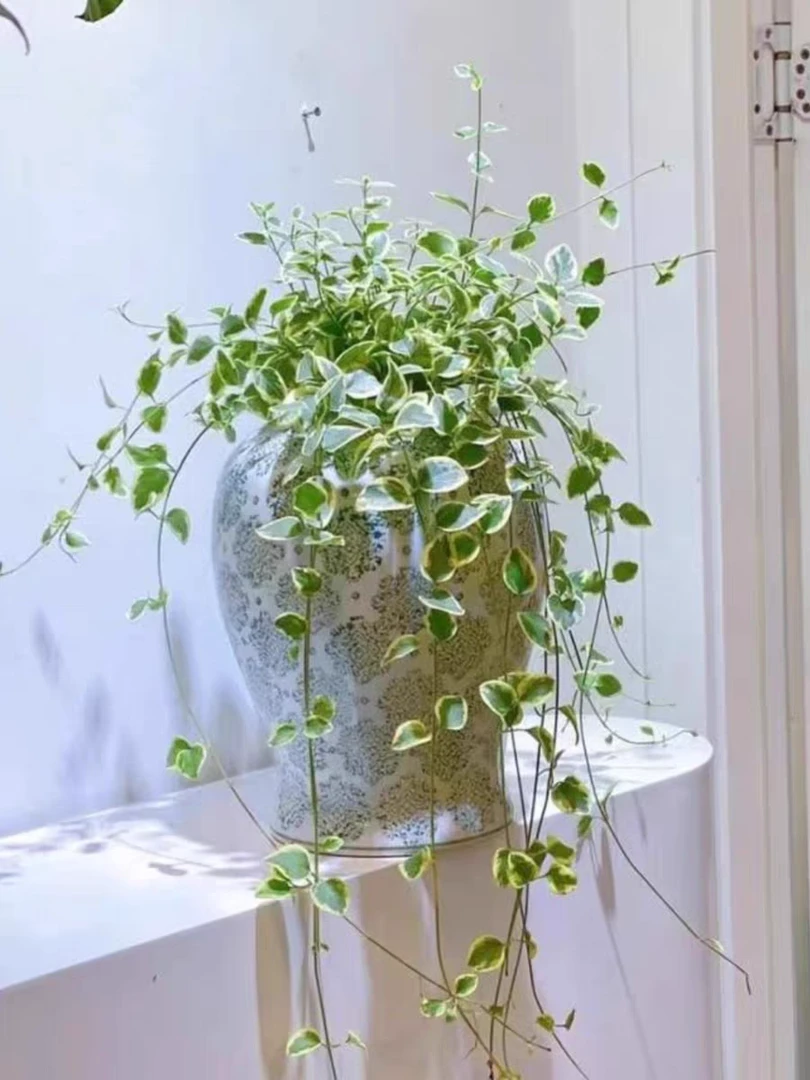 花叶蔓盆栽 吊篮庭院阳台四季常青观叶植物室内趣味净化空气花卉