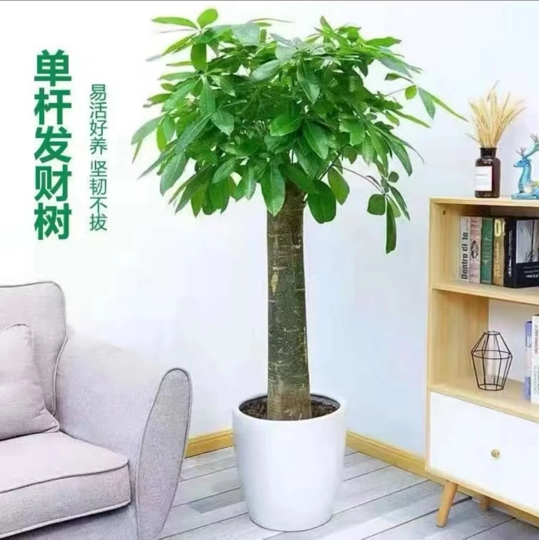 大盆发财树摇树室内绿植盆栽绿植室内批发直播绿植客厅发财树常绿