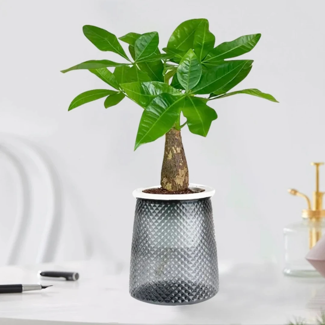 财源滚滚发财树室内小盆栽美化桌面绿植水培植物耐旱好养易活