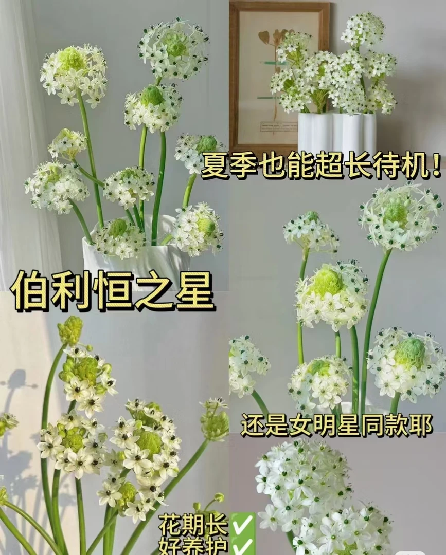 【胡胡花束】“伯利恒之星”天鹅绒 基地直发 一单包邮