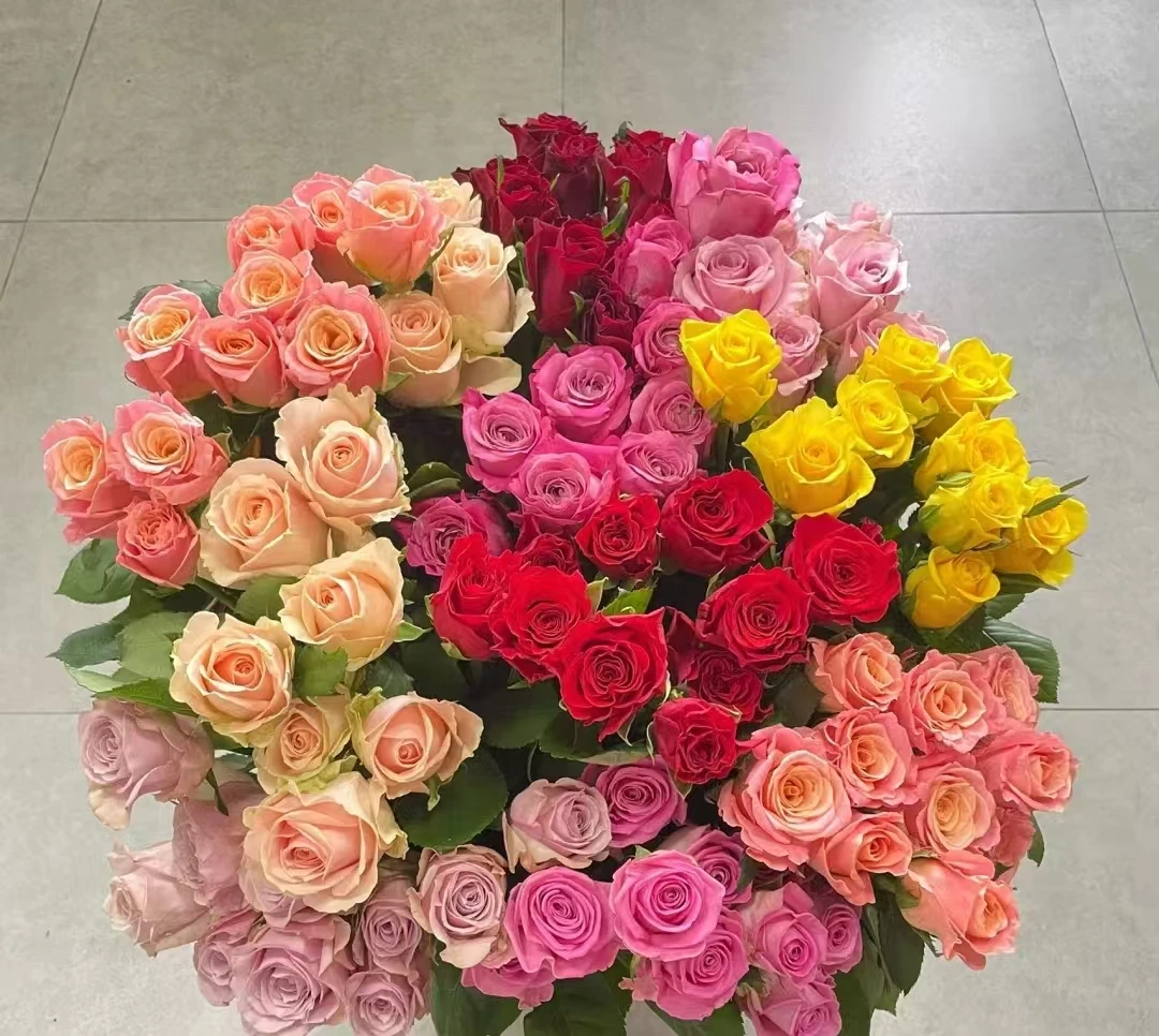 【胡胡花舍】品牌玫瑰尝鲜福利  彩色随机玫瑰60枝（迪瑞特无土栽培）