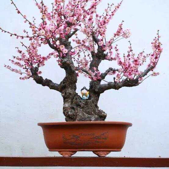 绿植盆景 一物一拍