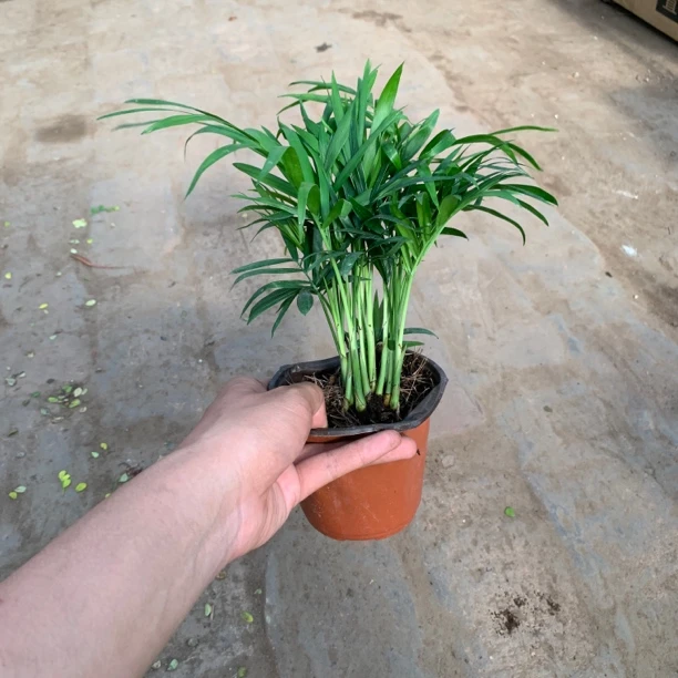 袖珍椰子桌面绿植基地原土原盆书房客厅办公室