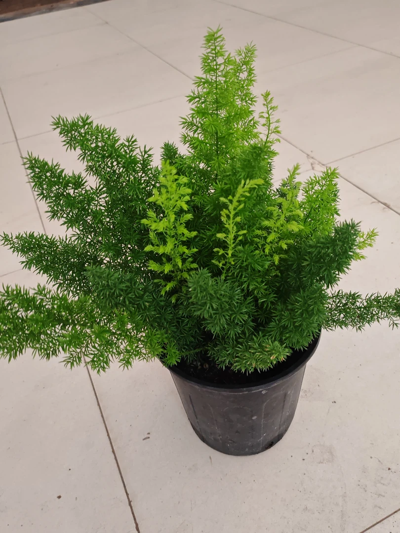 狐尾天门冬室内外植物