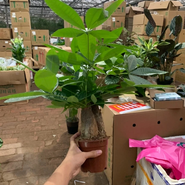 大盆三杆发财树原土原盆