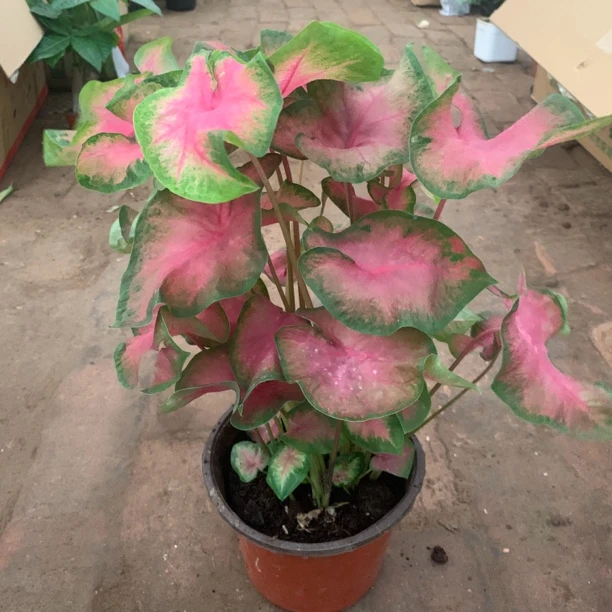大盆霓虹彩叶芋原土原盆红色盆