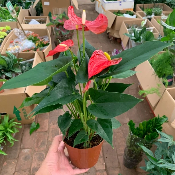 红掌原土原盆花苞多