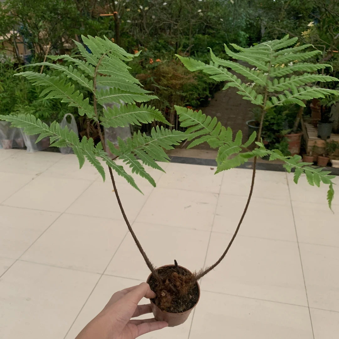 红灵蕨原土原盆随机发春羽金毛龙鳞黄金榕蓝花楹波士顿耳环绿植