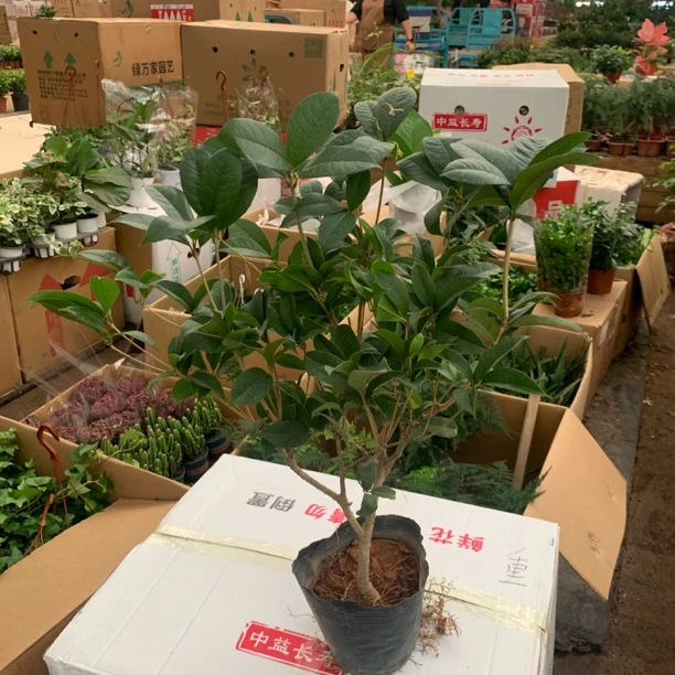桂花大颗原土原盆