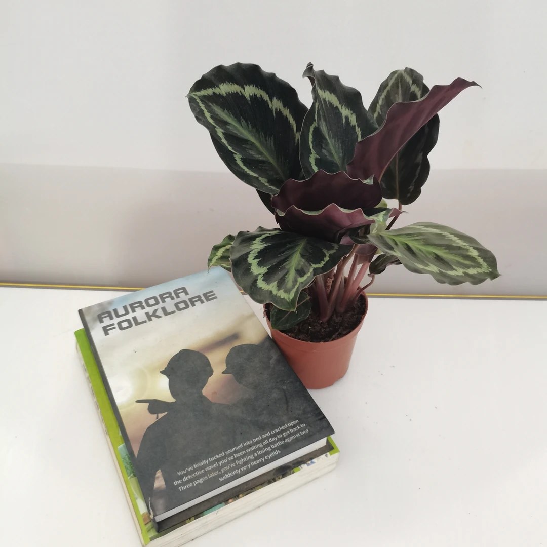 (彩虹竹芋绿植)盆栽盆景室内客厅办公桌摆放净化空气吸甲醛