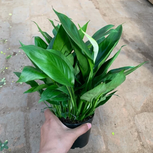 白掌一帆风顺桌面绿植可水培办公室书房客厅