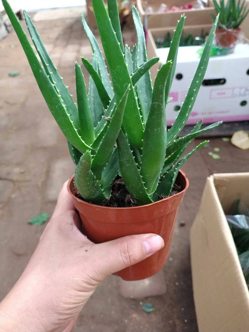 芦荟三棵苗室内绿植