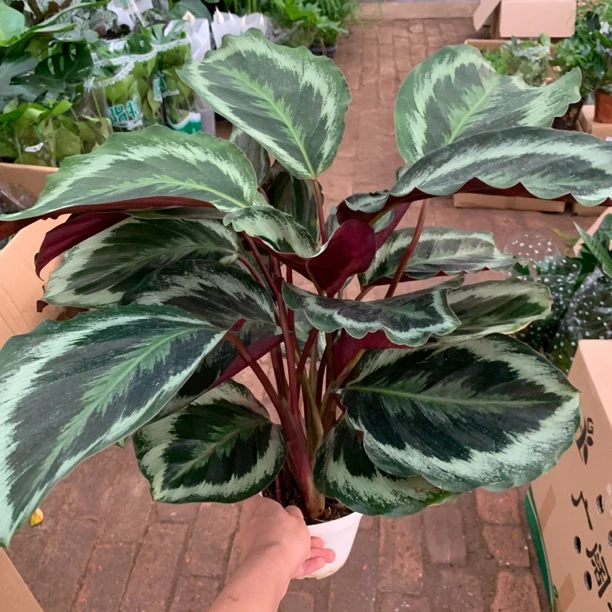 黑玫瑰竹芋原土原盆