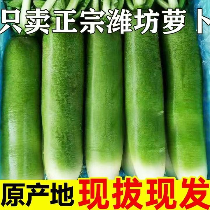 【专属特惠】正宗潍县水果萝卜原产地直发现摘净重4.5斤脆甜微辣