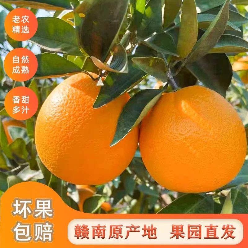 正宗江西赣南脐橙现摘现发原生态花皮果纽荷尔橙赣州直发整箱包邮