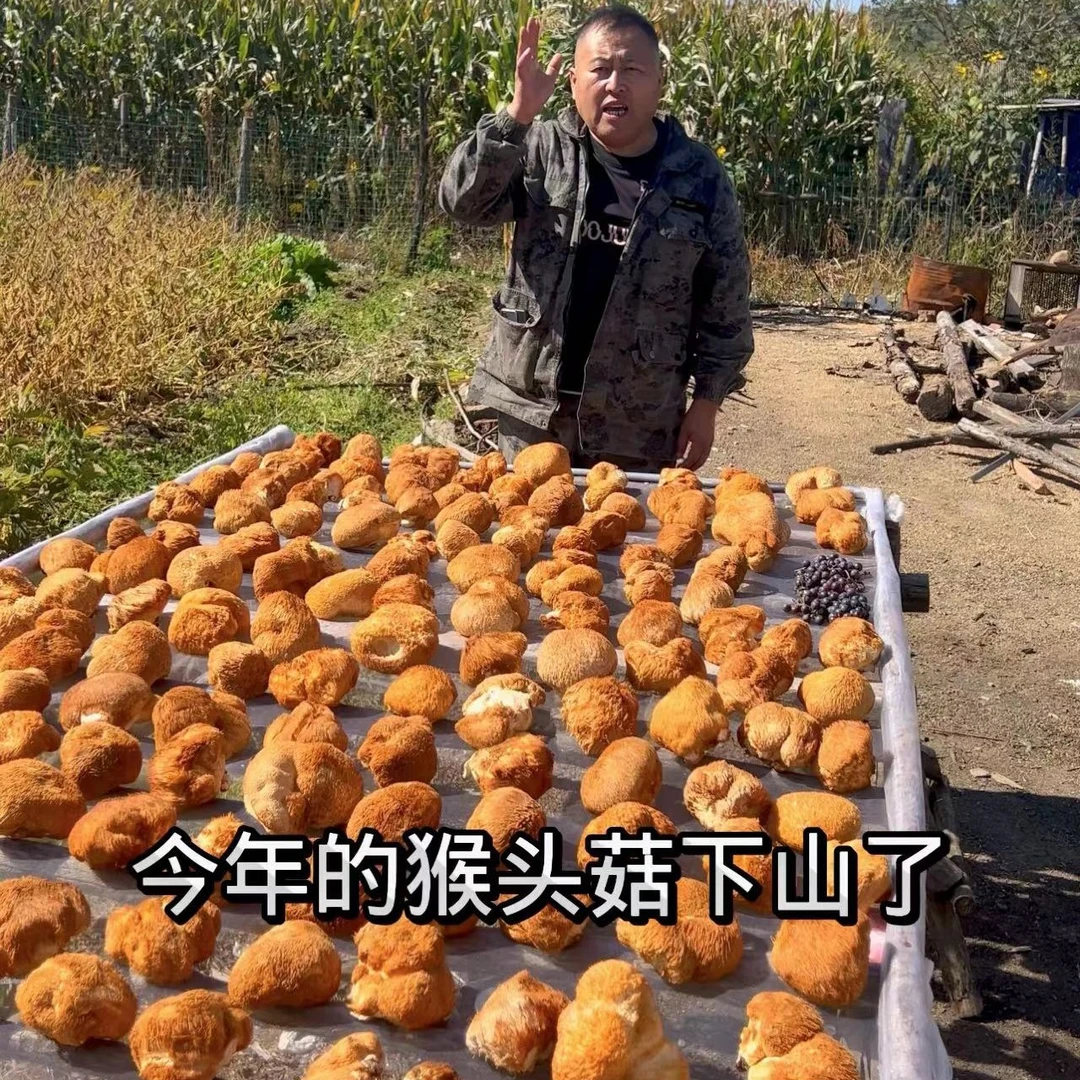 东北特产猴头菇250克【拍半斤送半斤松树籽拍一斤送半斤猴头】