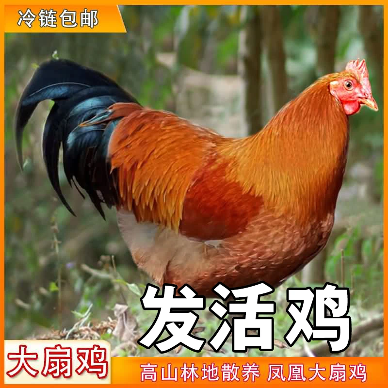 发活鸡6斤起广宁凤凰大扇鸡(阄鸡)起高山散养发顺丰