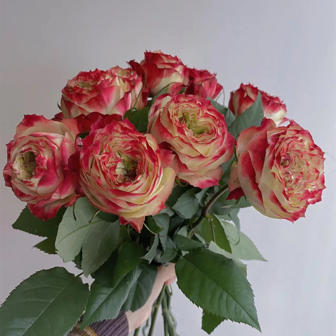 苹果杰克+尤加利 玫瑰花期久红边渐变鲜花源头直发新鲜家