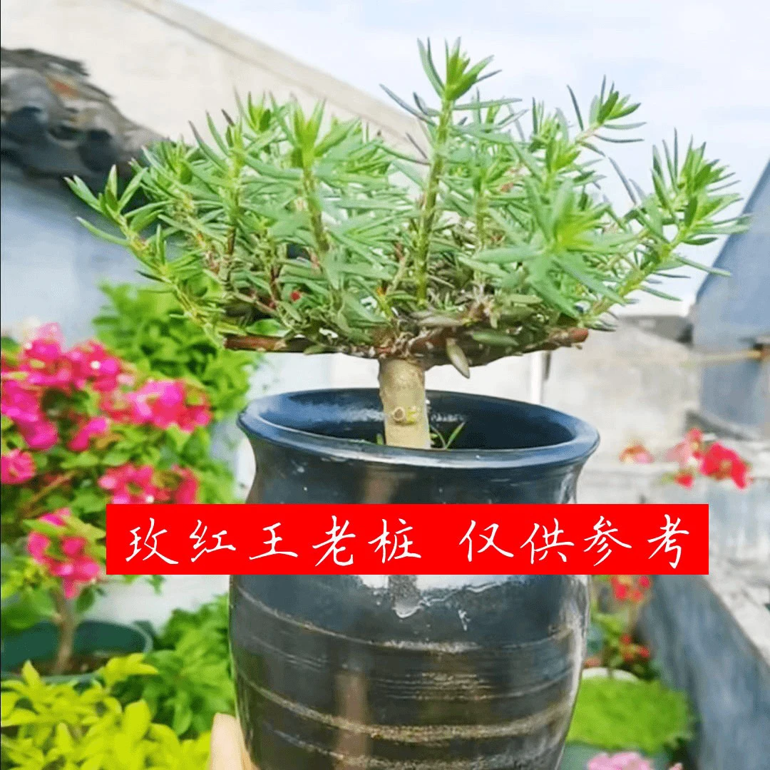 太阳花老桩不修剪耐热多年生四季开花阳台庭院都种植