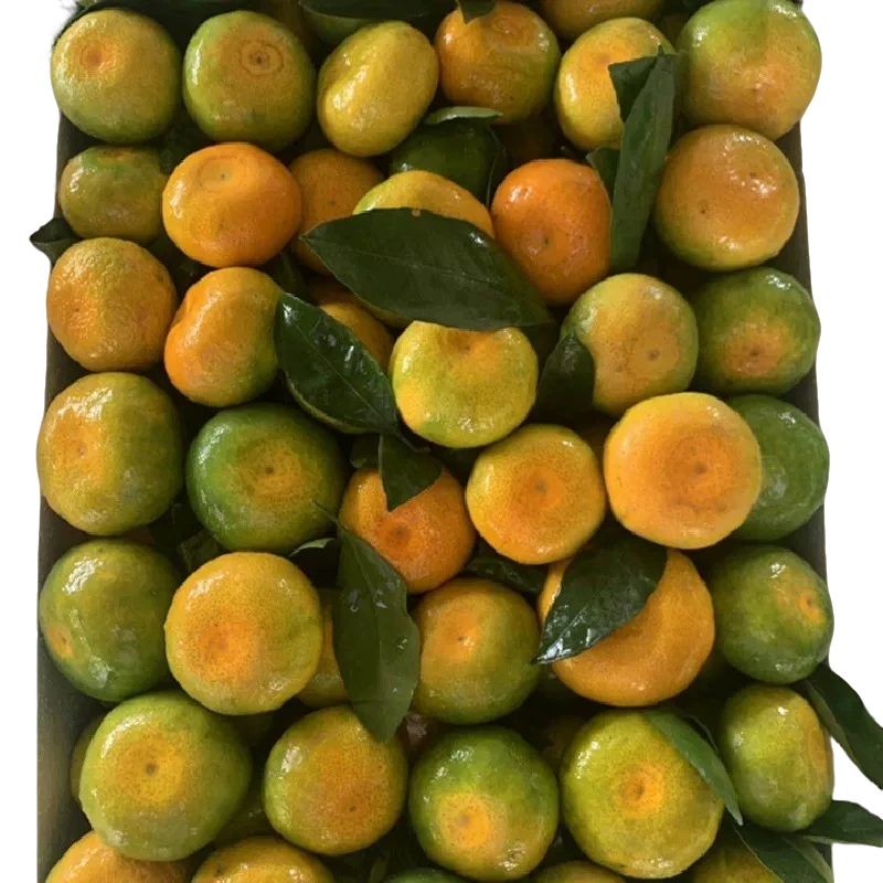 【京东包邮】寻乌蜜桔桔子蜜橘薄皮酸甜无籽青皮橘子新鲜孕妇水果