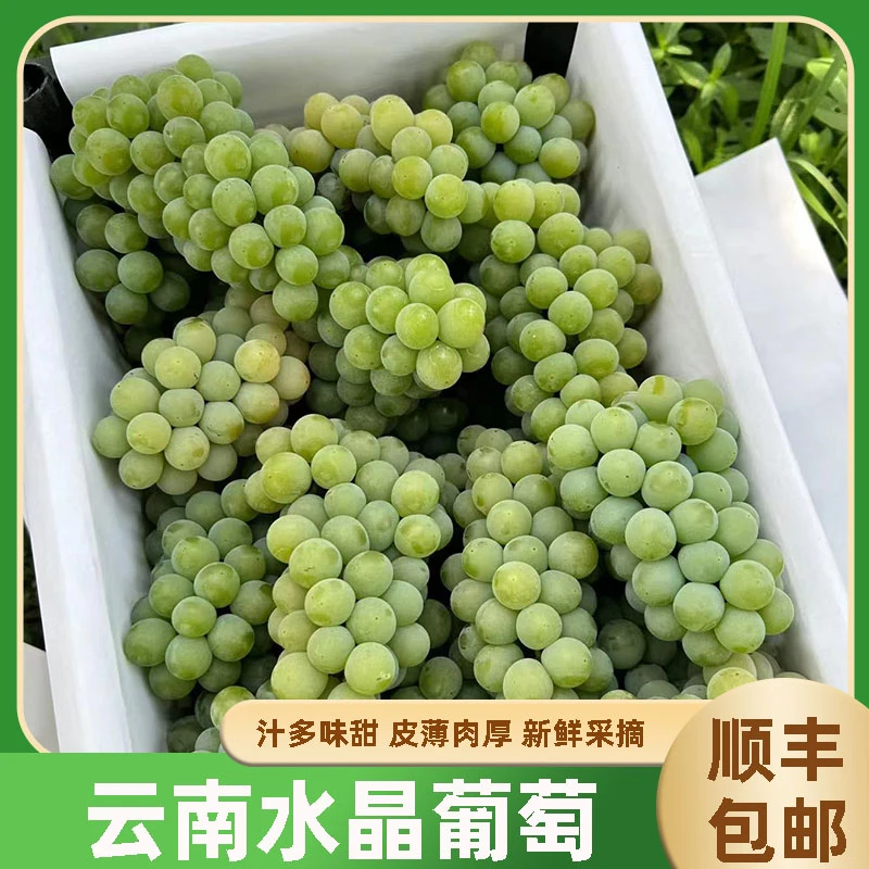 顺丰云南水晶葡萄新鲜现摘绿青莹黄葡萄当季孕妇水果酸甜多汁包邮