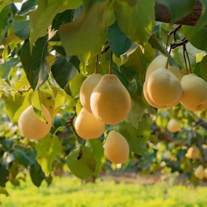 「阳信鸭梨」 来自百年梨园现摘的阳信鸭梨4.5-5斤5-9个