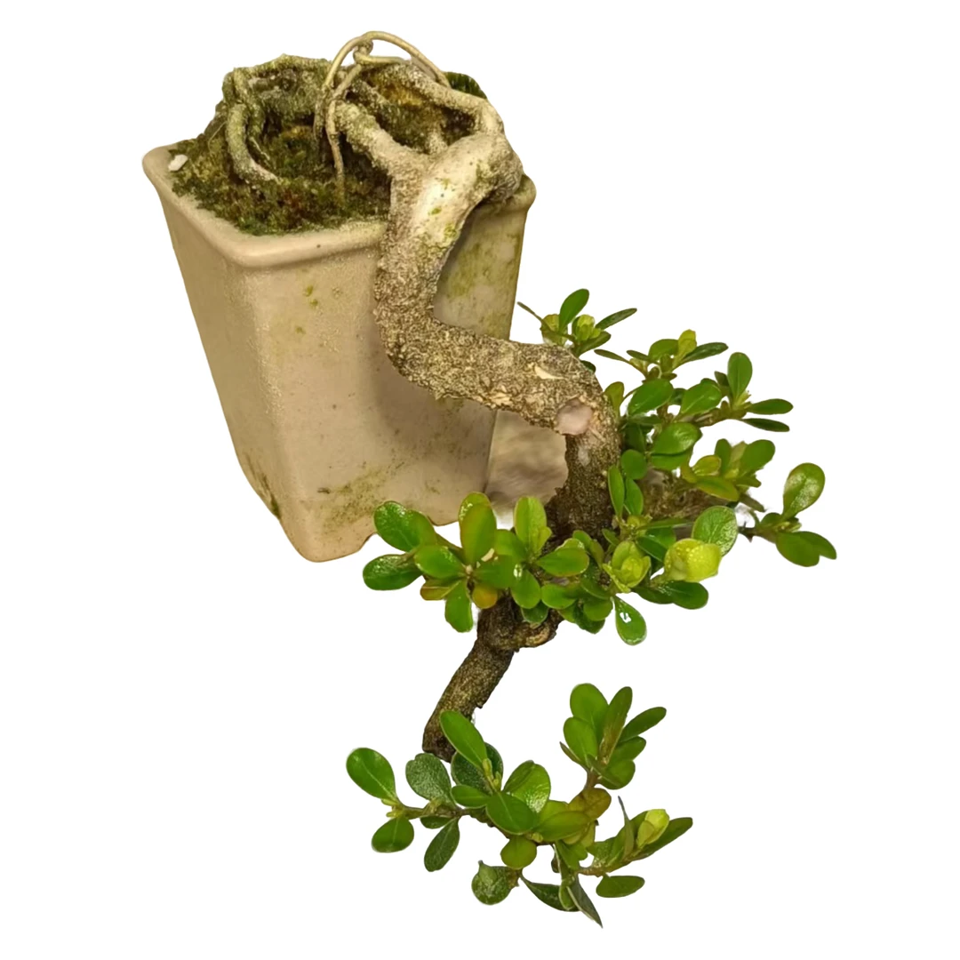 精品礼物茶台盆景风水开运旺财年功瓜子黄杨护眼防辐射摆件飘长13