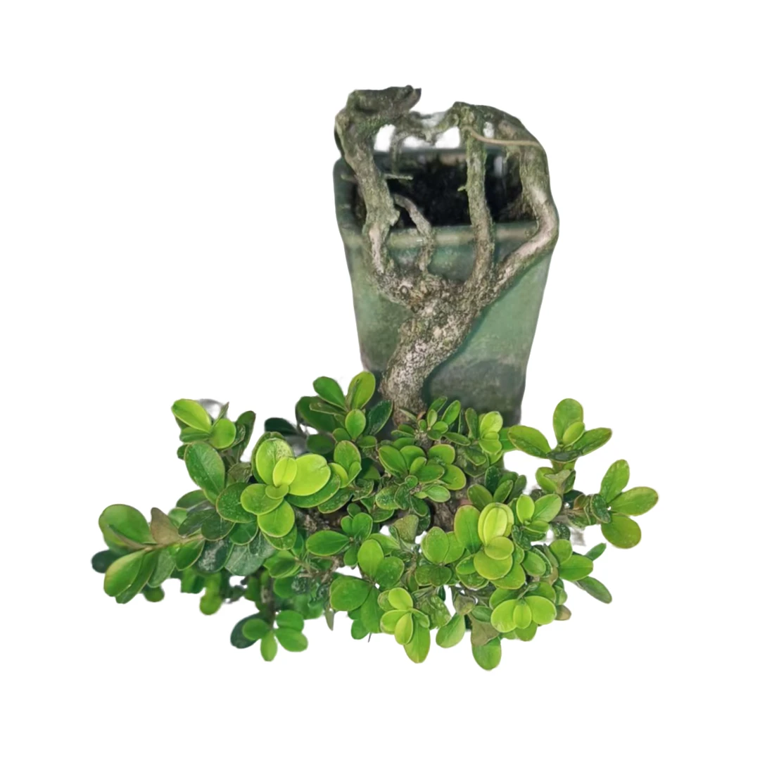 精品礼物茶台盆景风水开运旺财年功瓜子黄杨护眼防辐射摆件飘长15