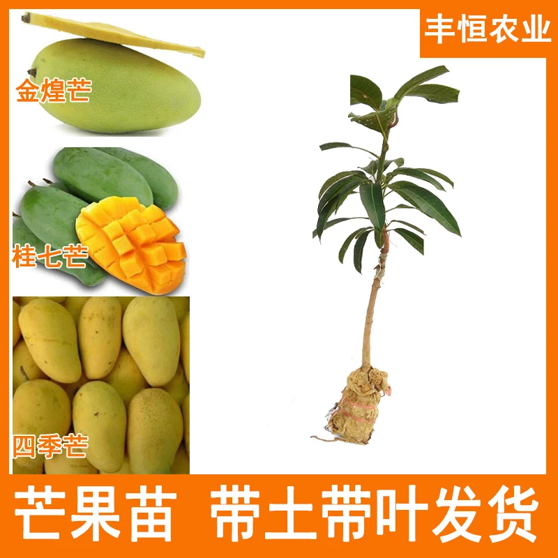 四季蜜芒苗嫁接苗 南方庭院果树带土叶发货金煌芒苗 桂七芒果树苗