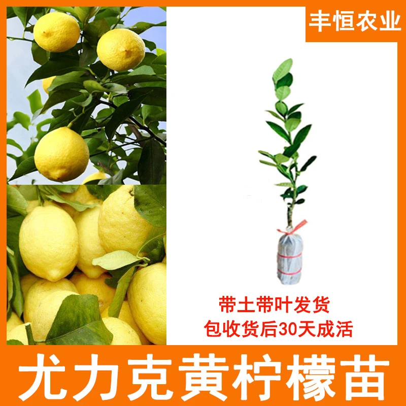尤力克黄柠檬苗嫁接苗带土带叶发货南北方种植庭院盆栽柠檬果树苗