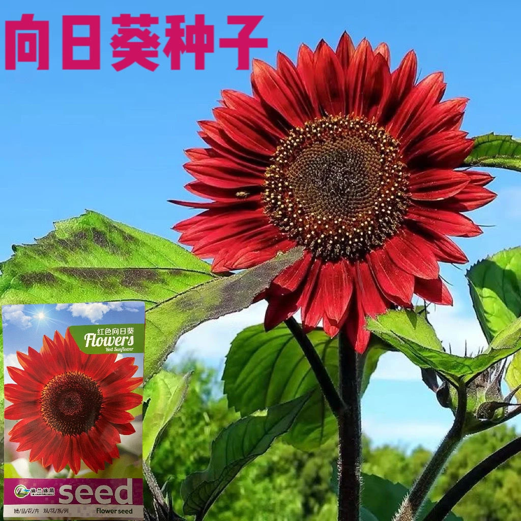 观赏红色向日葵种籽太阳花高杆玩具熊盆栽向日葵种子春秋蔬菜孑