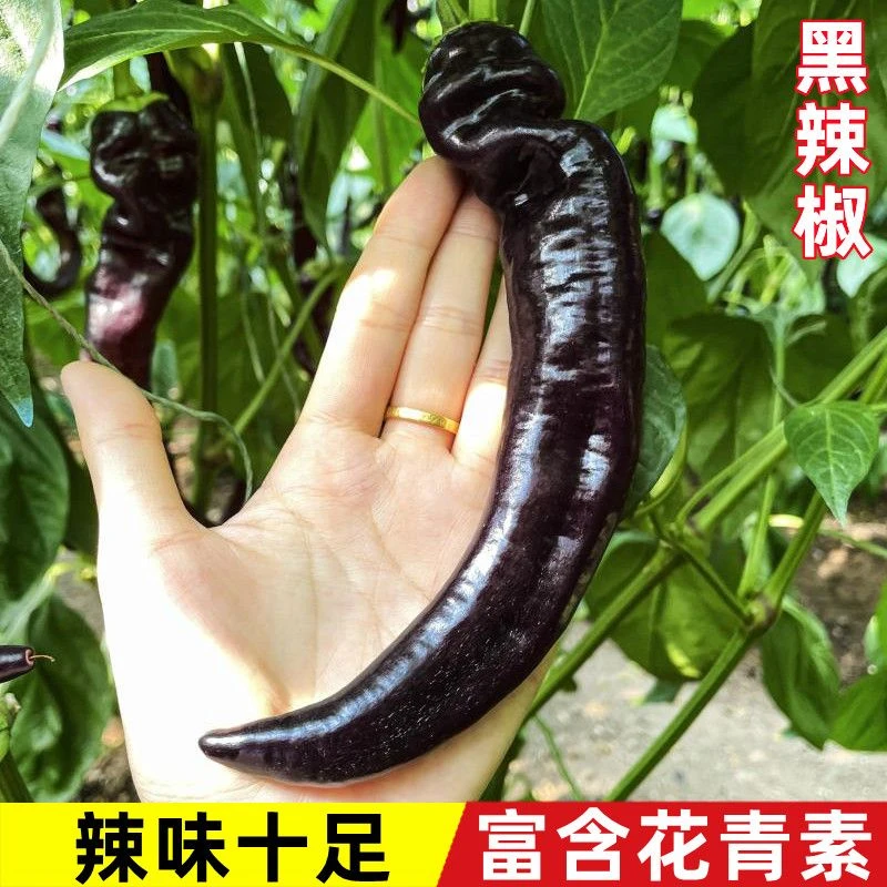 黑辣椒种子四季种抗病高产紫黑色辣椒种子辣椒籽庭院蔬菜种子菜籽
