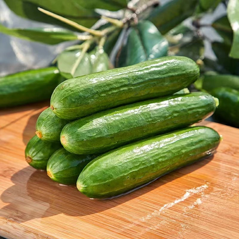 【顺丰/京东包邮】水果小黄瓜净重4.5斤山东产地直发现摘现发