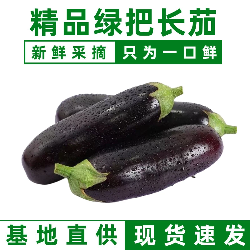 长茄子新鲜采摘蔬菜绿把茄子山东产地现摘现发可生吃紫长茄烤茄子