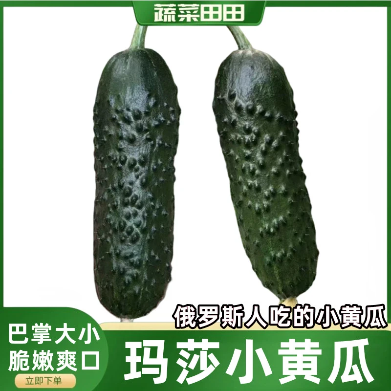 玛莎水果小黄瓜净重1/3/5斤现摘现发喀秋莎黄瓜俄罗斯边贸出口