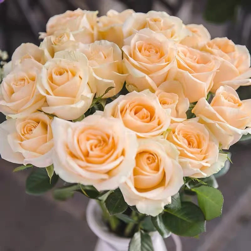 【香槟玫瑰20枝】+配草 云南昆明基地直发鲜切花室内办公水养鲜花