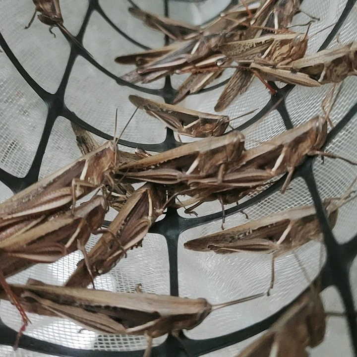 虰蜢活虫丁蜢花腿画眉鸟食物新鲜活虫鲜活提性壮膘收身斗鸟比赛专