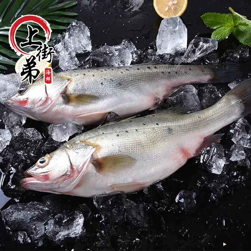 上街弟海鲜1条共8.5-9斤野生海鲈鱼福州发货
