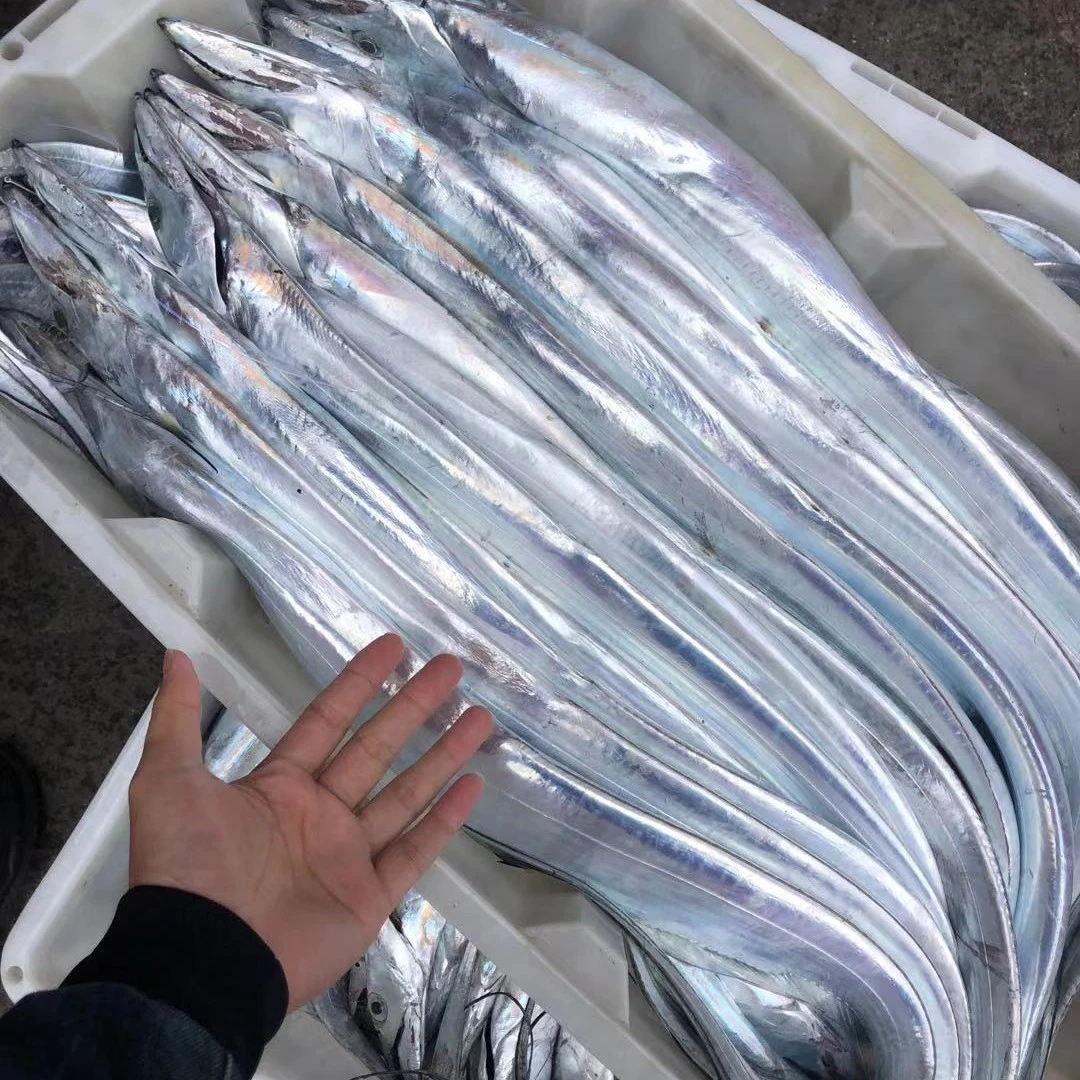 新鲜带鱼】福州发货 可滑汤 肉质紧实