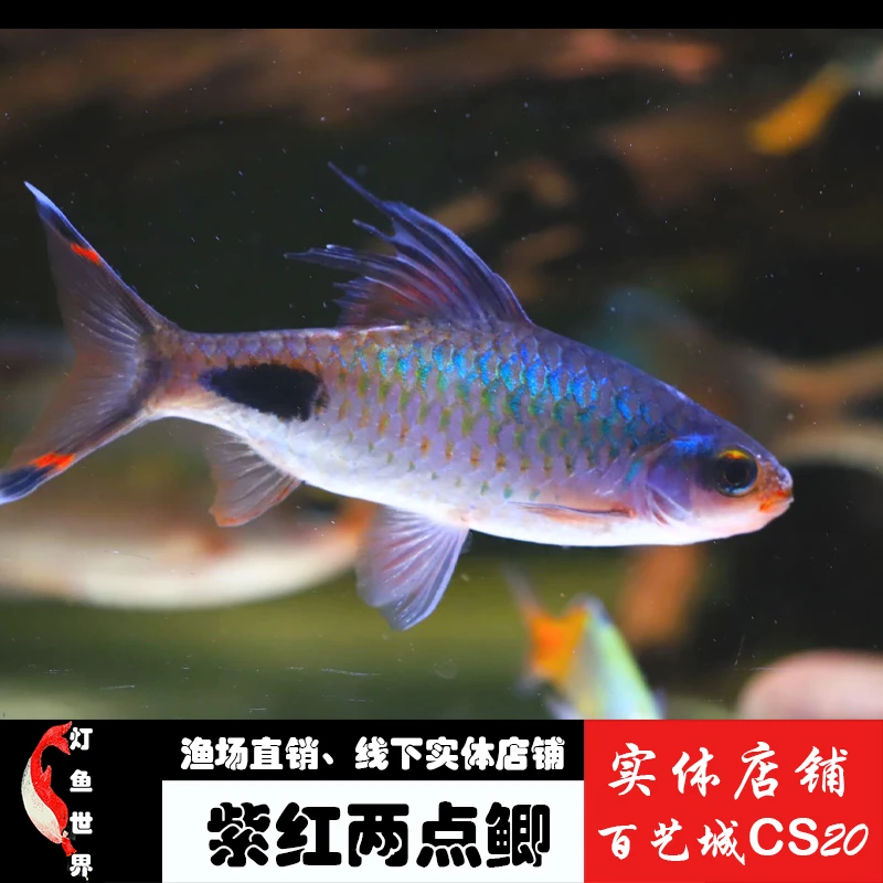 南美热带观赏鱼紫红两点鲫鱼新手耐养饲养活体养殖进口