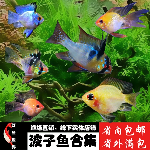 波子鱼合集灯科鱼Q版桃心金波可爱观赏鱼