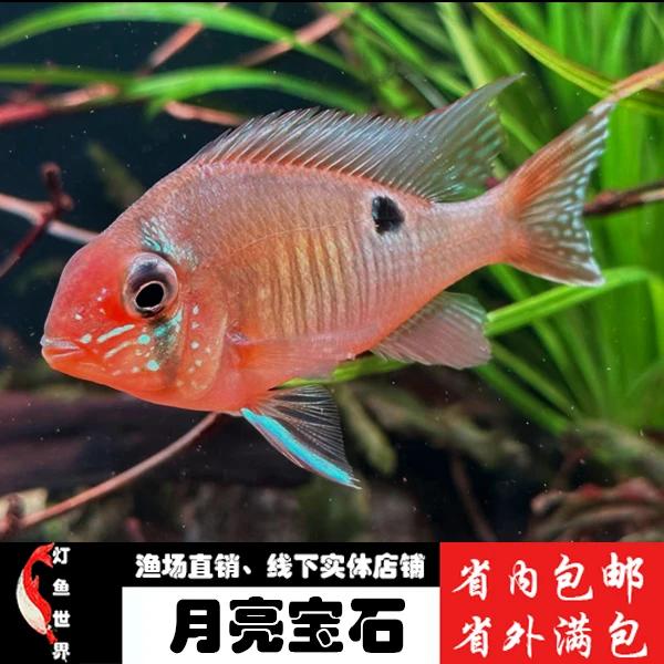 圣塔伦黄腹月亮宝石温顺易养原生食土鲷热带鱼观赏鱼活体南美慈鲷