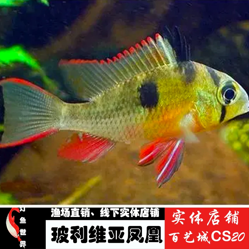 玻利维亚凤凰南美原生鱼草缸短鲷  热带鱼观赏鱼慈鲷淡水鱼小型鱼