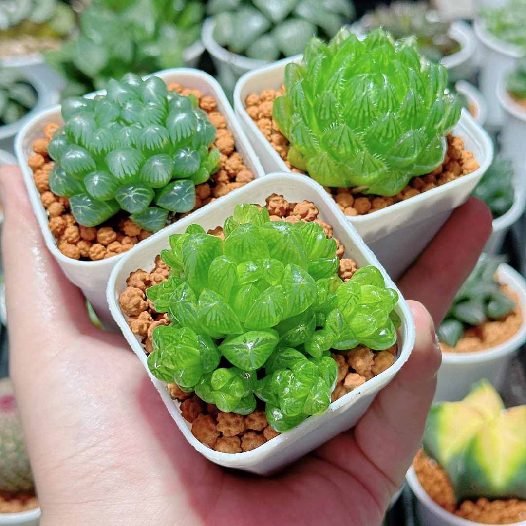 【新粉套装】糯肌玉露+樱水晶+草玉露  玉露套装多肉