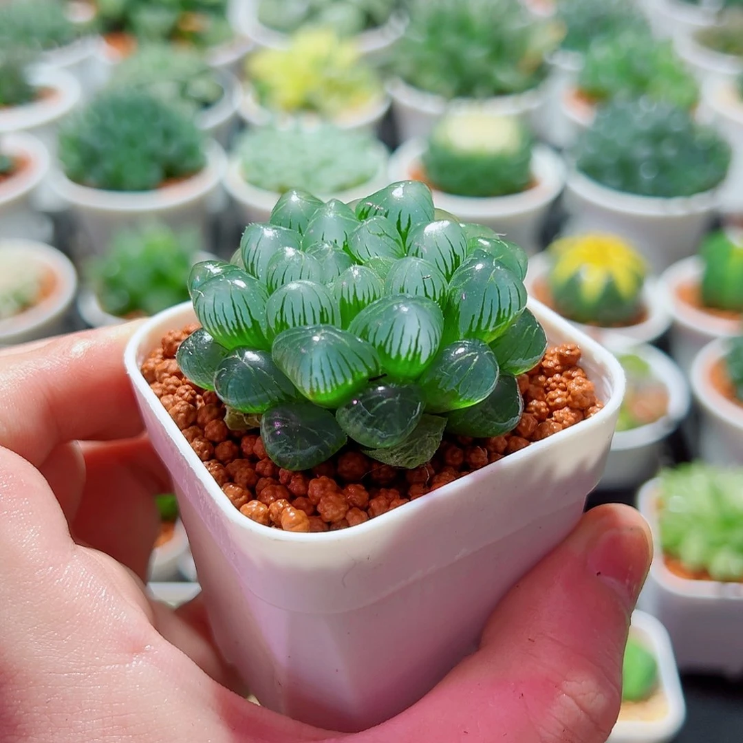 糯姬玉露多肉多肉多肉