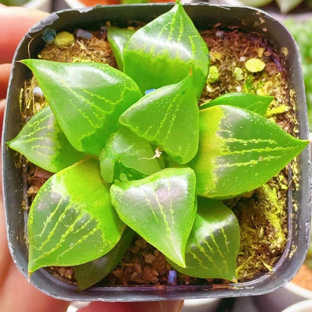 裹般若 7方盆（满16包邮）  玉露十二卷寿多肉