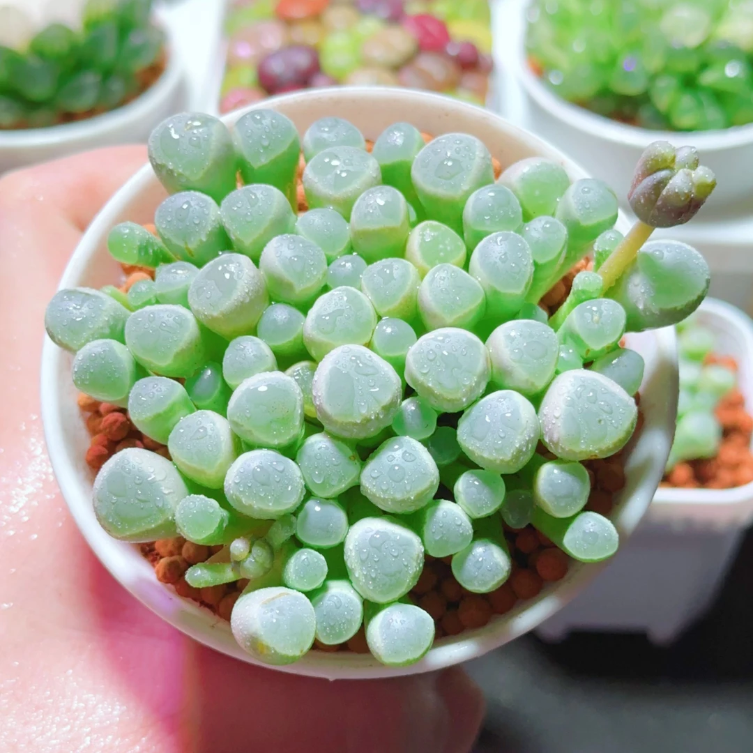 大盆五十铃玉（满16包邮）原盆原土 多肉