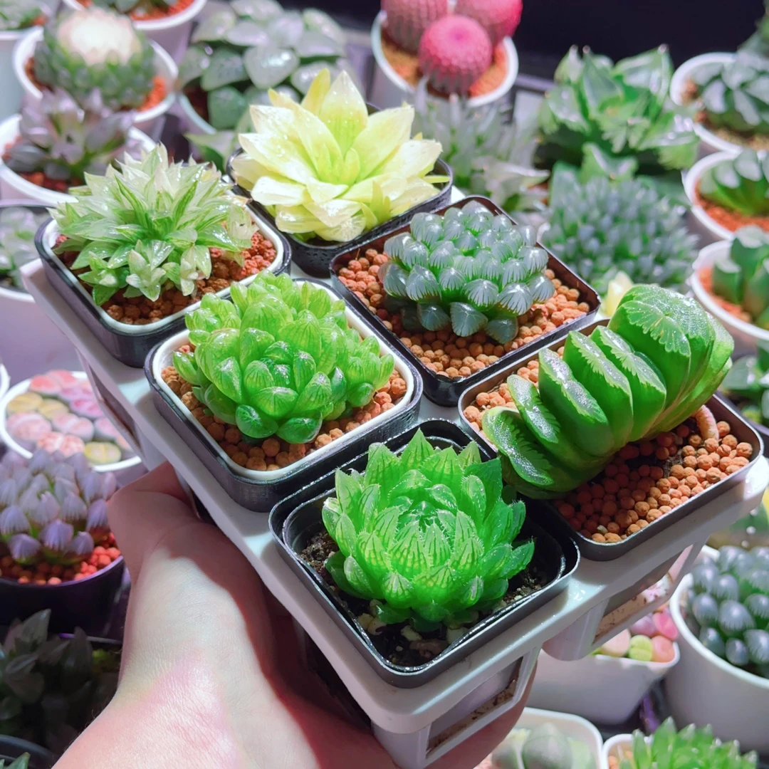 【玉露组合】冰沙糖锦 翡翠玉扇 水晶草 黄金玉露 樱水晶 姬玉露