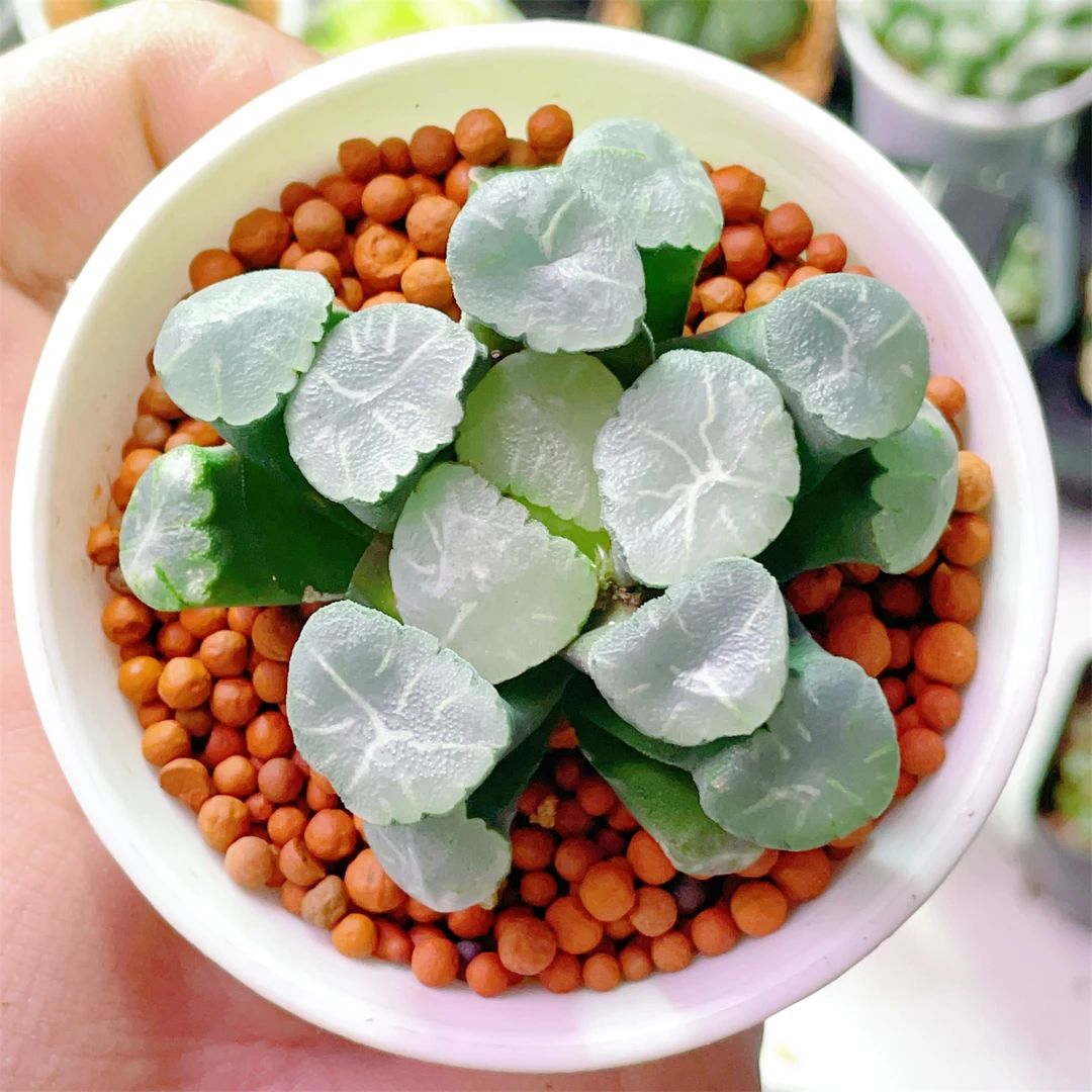 冰河万象（满18包邮）十二卷玉露玉扇万象寿多肉植物