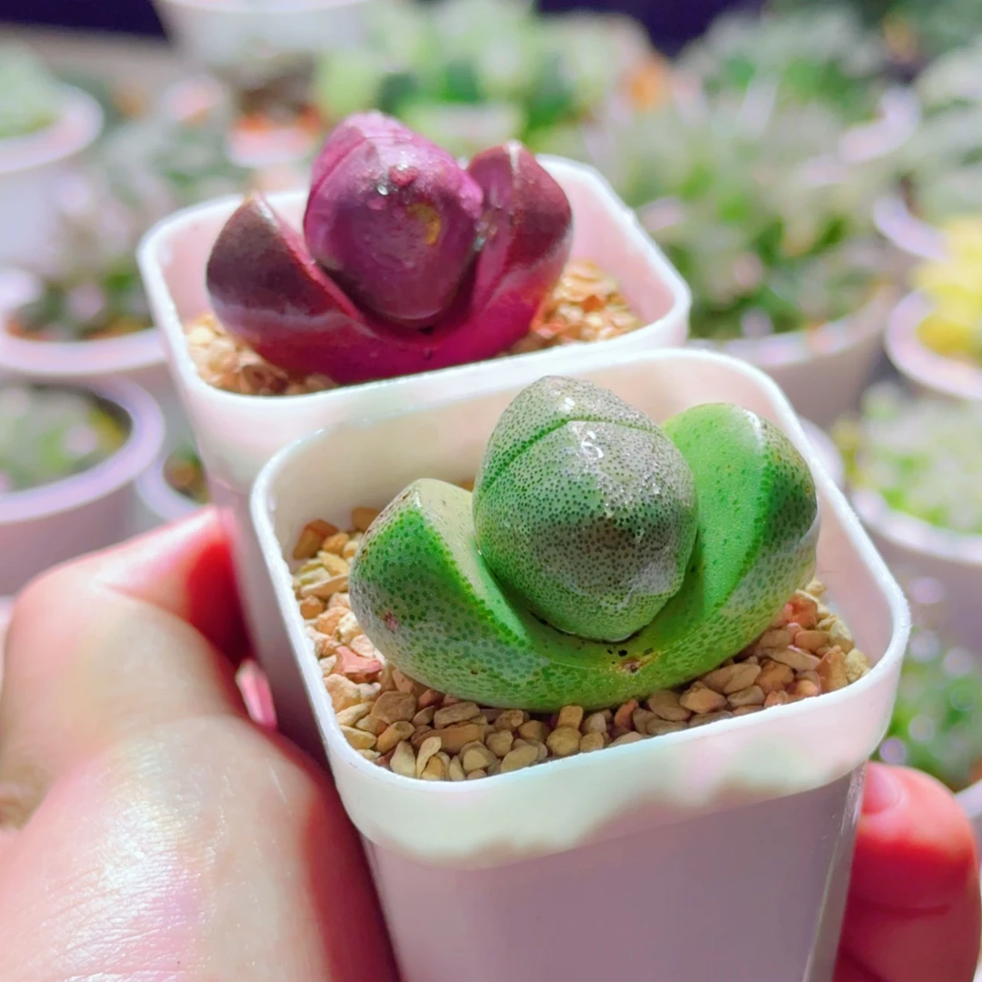 【紫元宝+绿元宝】 带白盆种好 (满16包邮）多肉